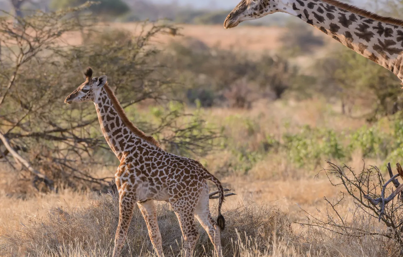 Фото обои пара, жирафы, саванна, Африка, детеныш