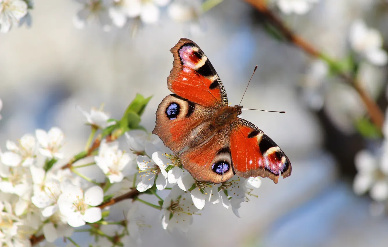 Фото обои природа, бабочка, красота, весна, сад, красиво, цветение