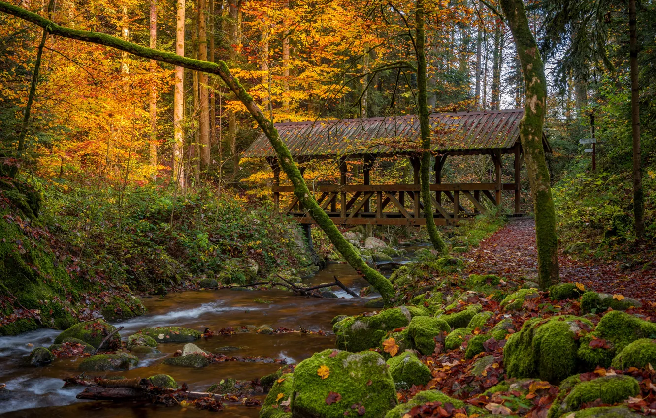 Фото обои осень, лес, деревья, мост, река, мох, Германия, Germany