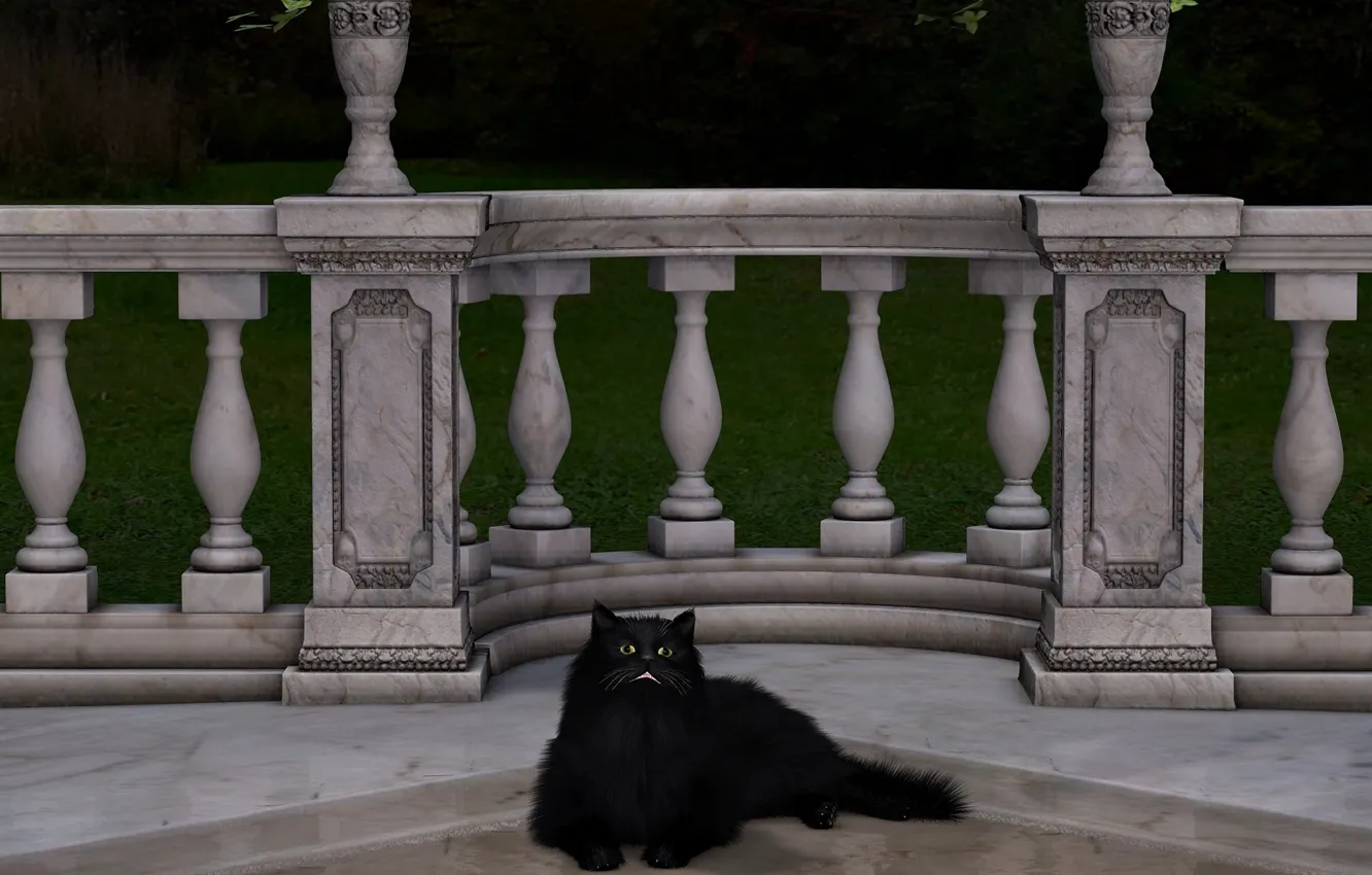 Фото обои black, cat, fluffy