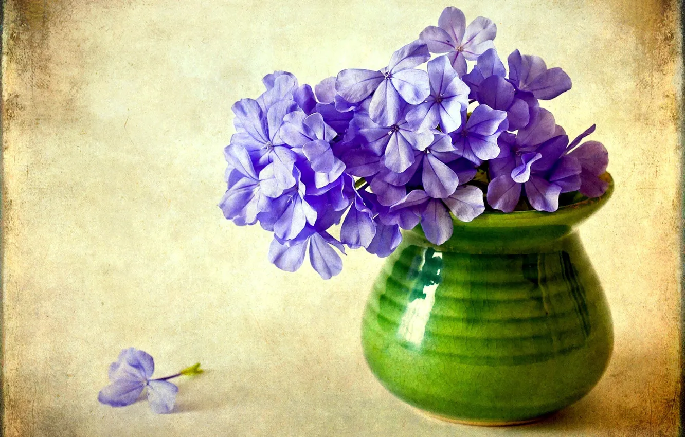 Фото обои цветок, фиолетовый, цветы, ваза, флоксы