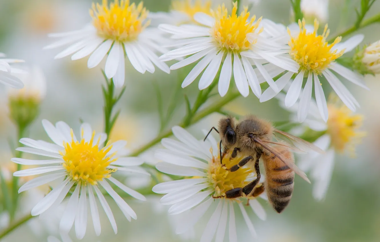 Фото обои лето, цветы, пчела