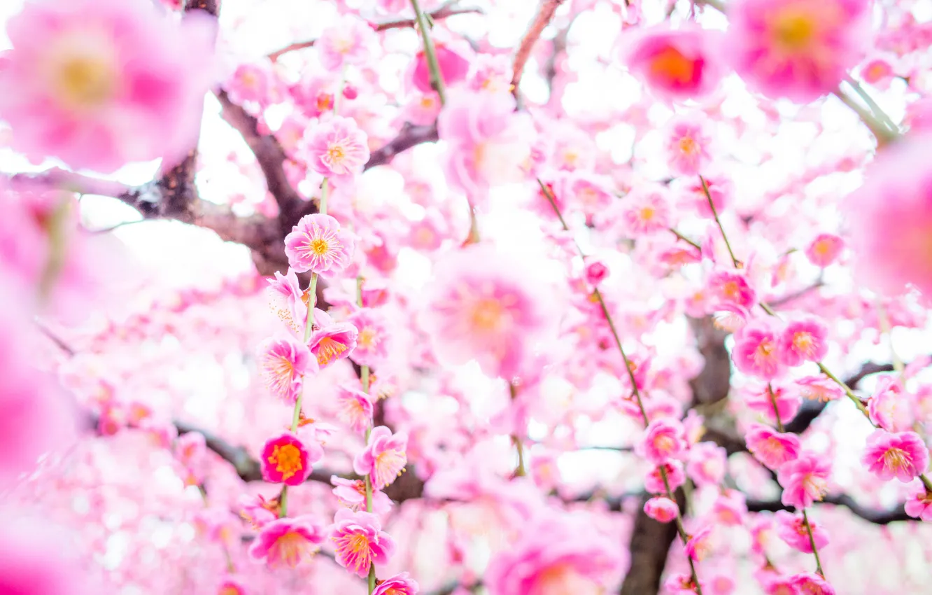 Фото обои дерево, весна, сакура, цветение