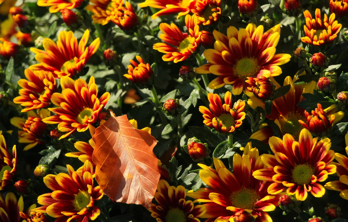 Фото обои flower, autumn, leaf, fall, aster