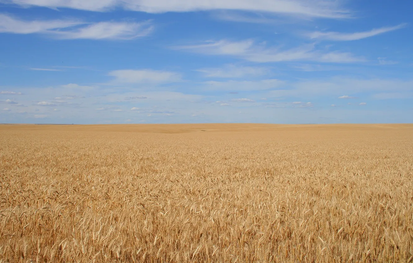 Фото обои поле, небо, фон, зерно, спокойствие