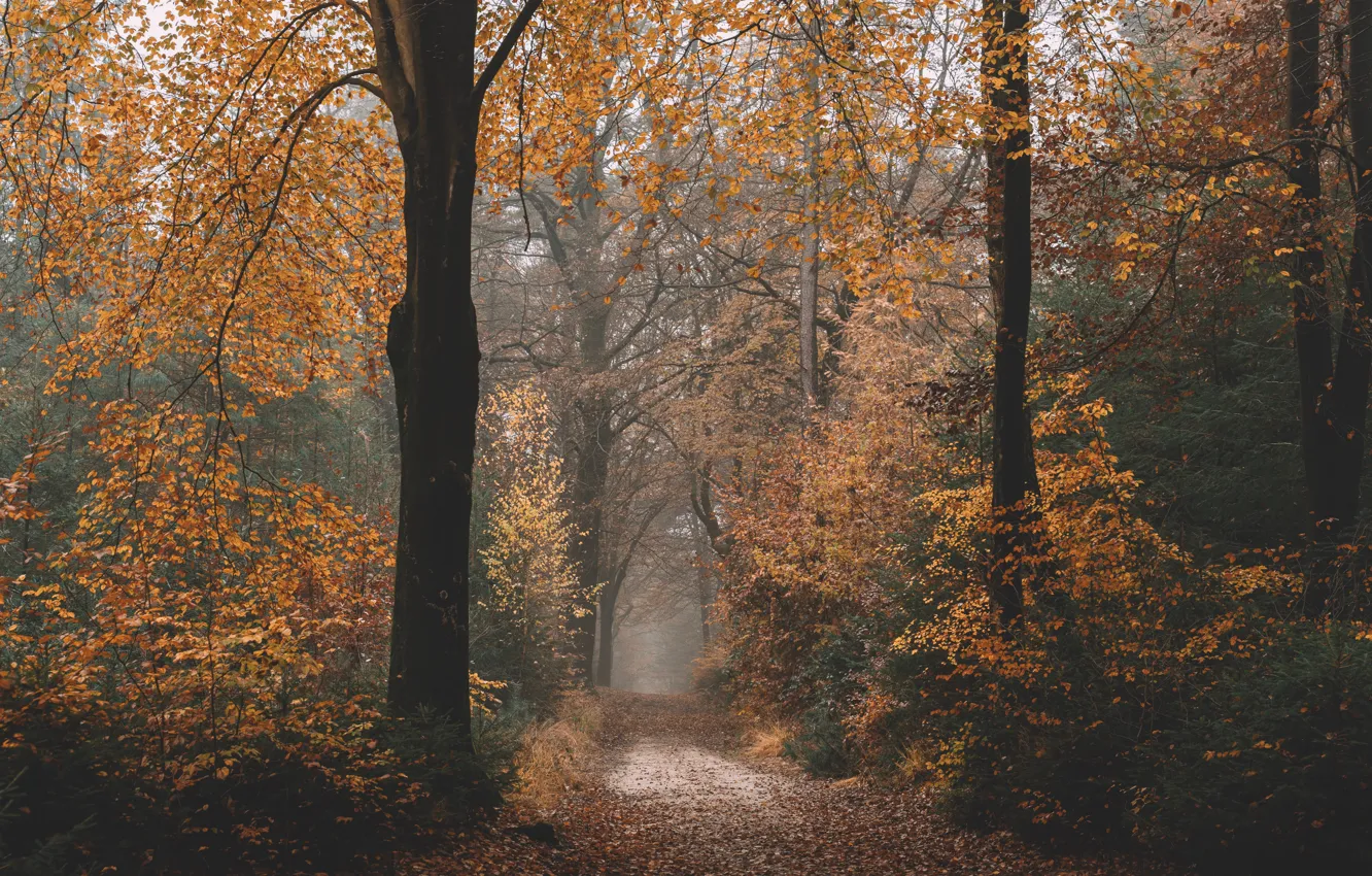 Фото обои дорога, осень, лес, листья, деревья, природа