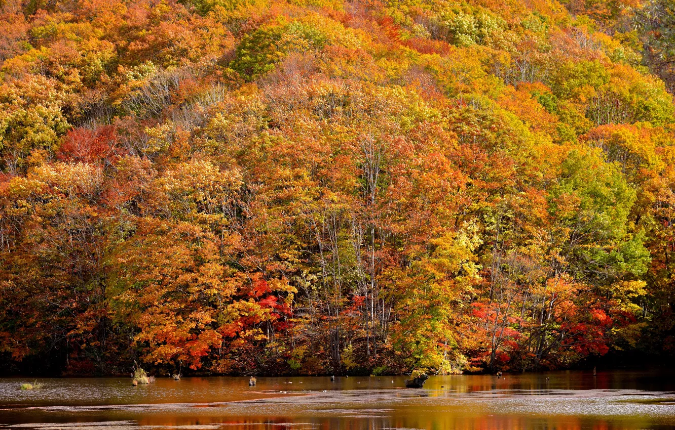 Фото обои осень, лес, деревья, природа