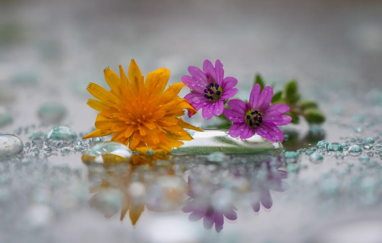 Фото обои капли, одуванчик, полевый цветы