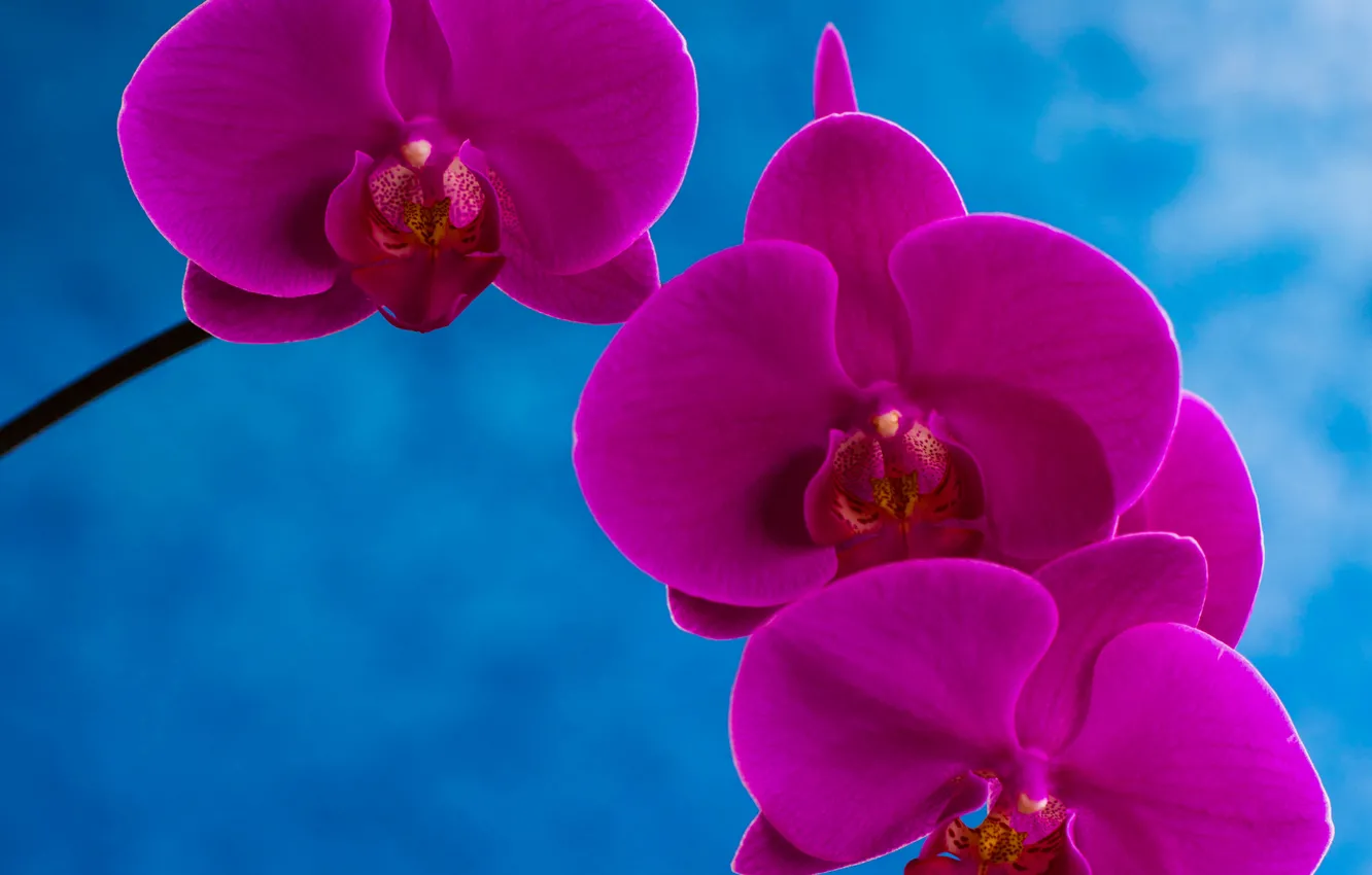 Фото обои макро, краски, лепестки, орхидея