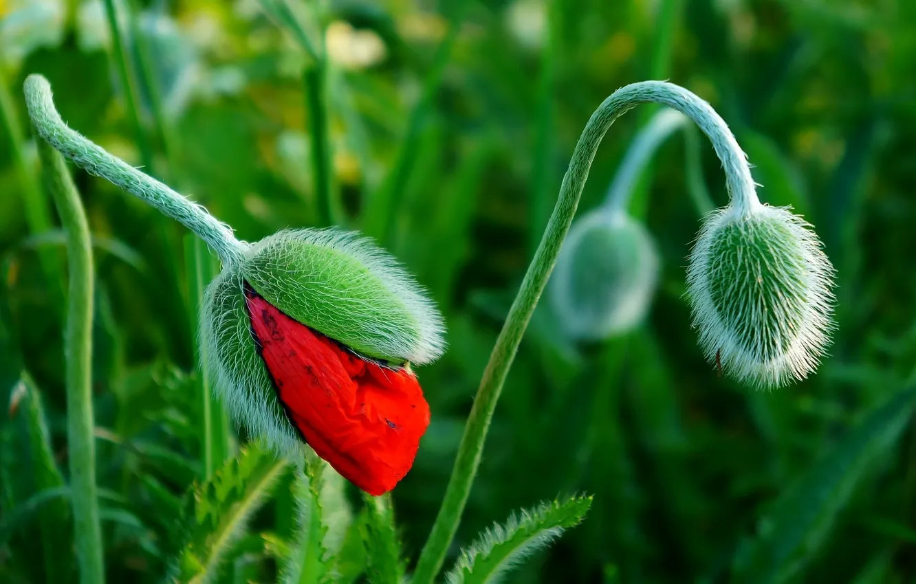 Фото обои red, field, spring, poppy