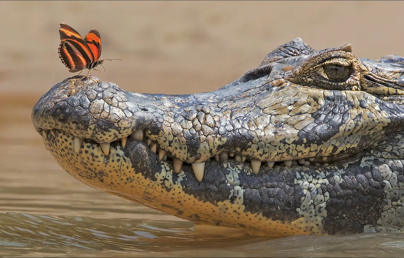 Фото обои butterfly, two, crocodile, Animals, other