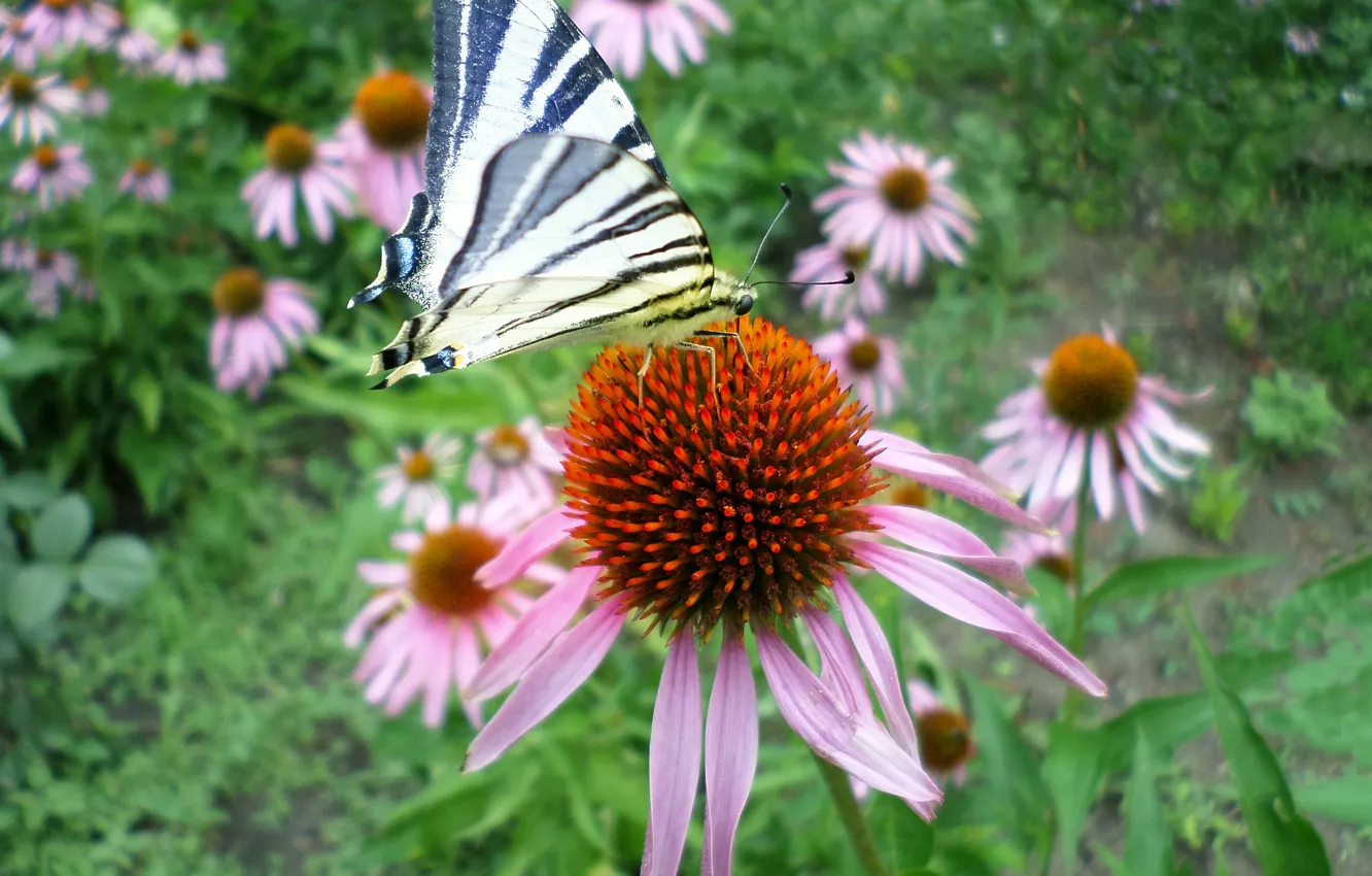 Фото обои бабочка, июль, эхинацея