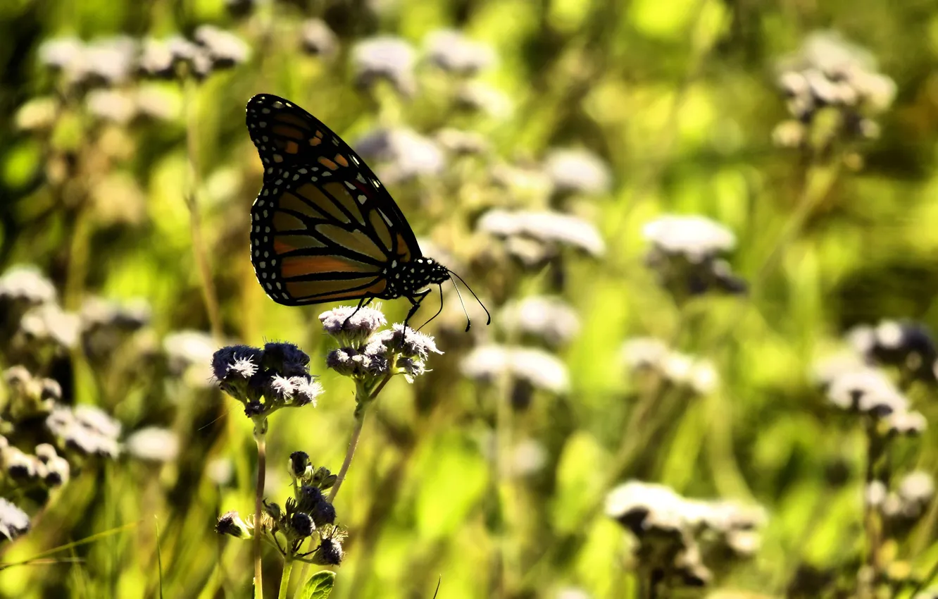 Фото обои солнце, бабочка, поляна, день, травка