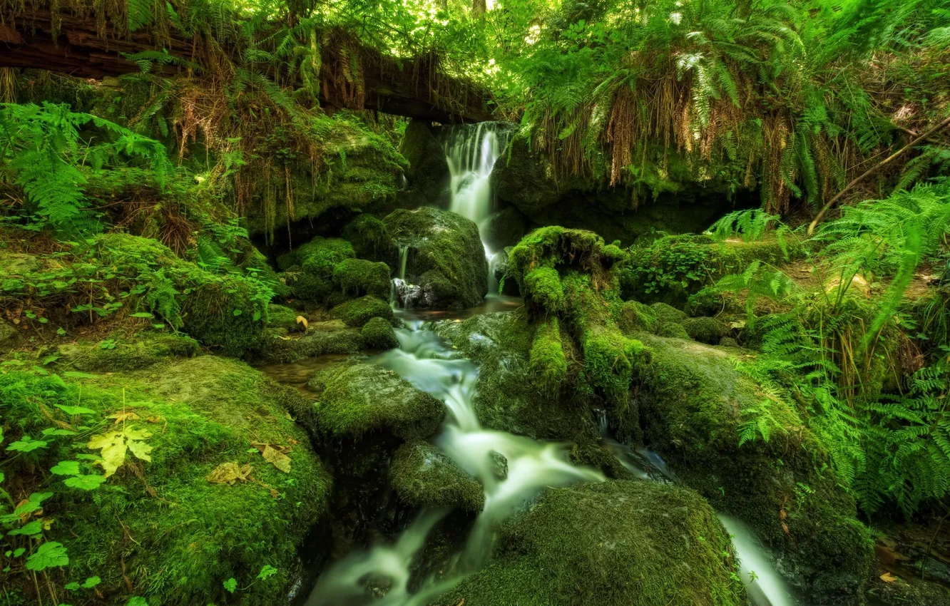 Фото обои лес, водопад, мох, папоротник