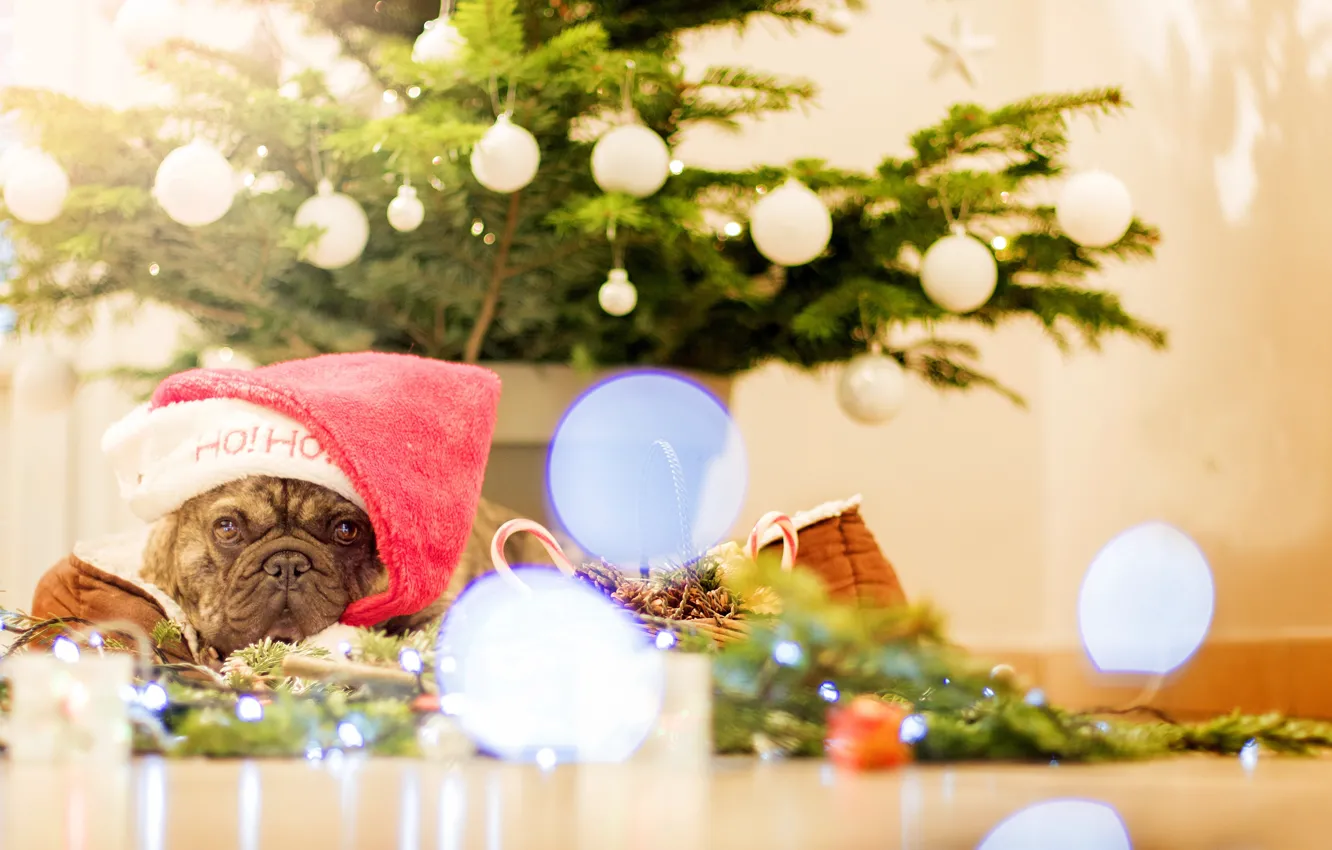 Фото обои взгляд, украшения, елка, собака, Рождество, Новый год, ёлка, колпак