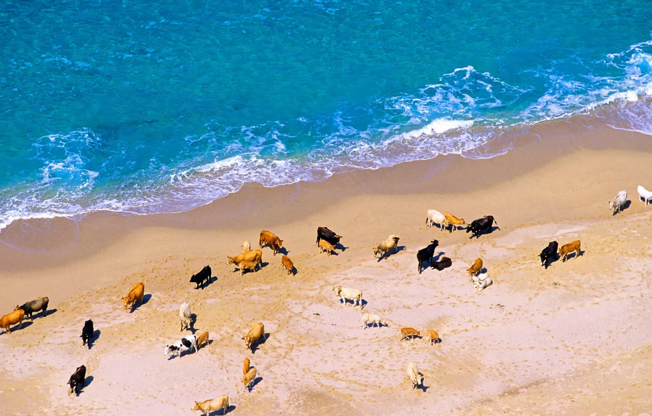 Фото обои море, берег, Франция, коровы, Корсика