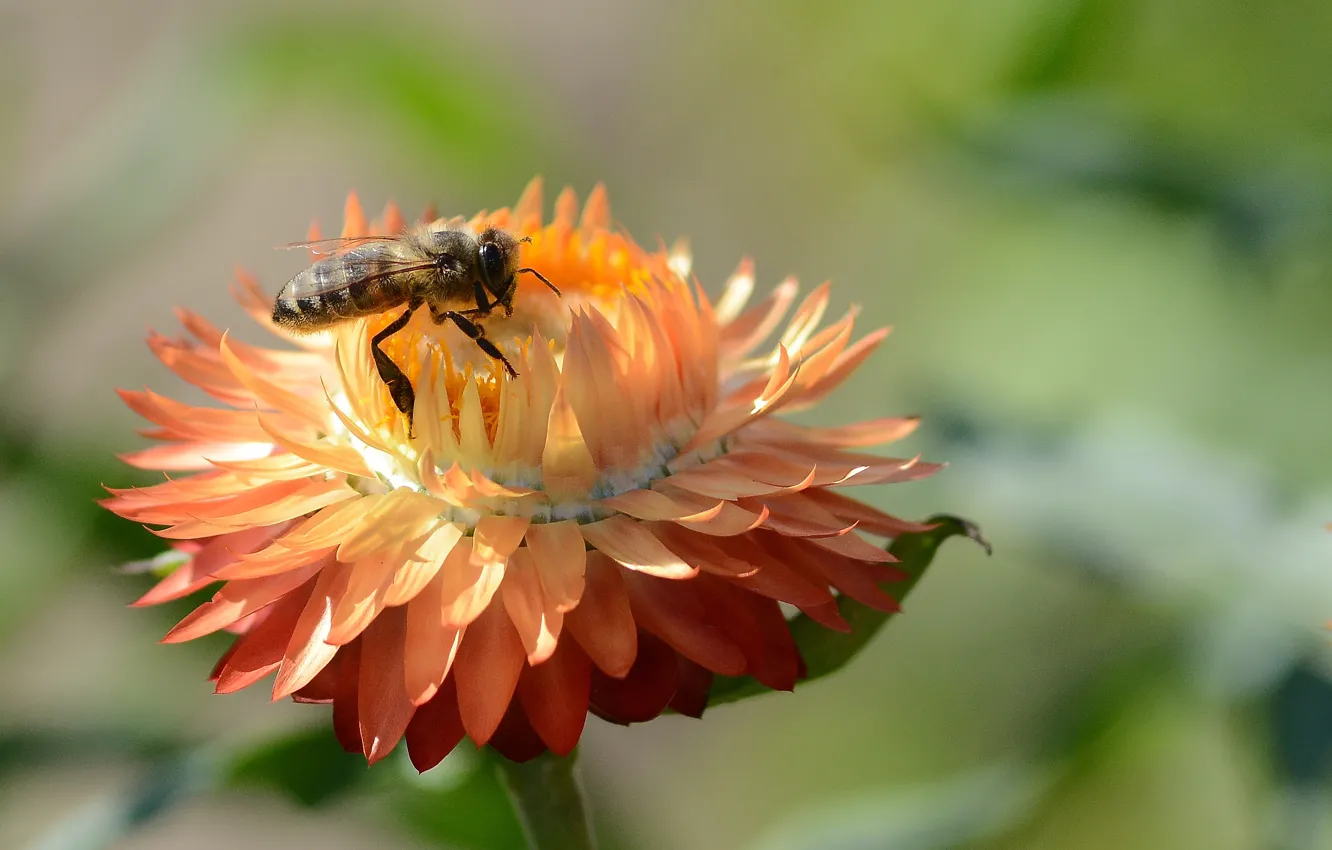 Фото обои цветок, летнее время, пчелка, сбор меда