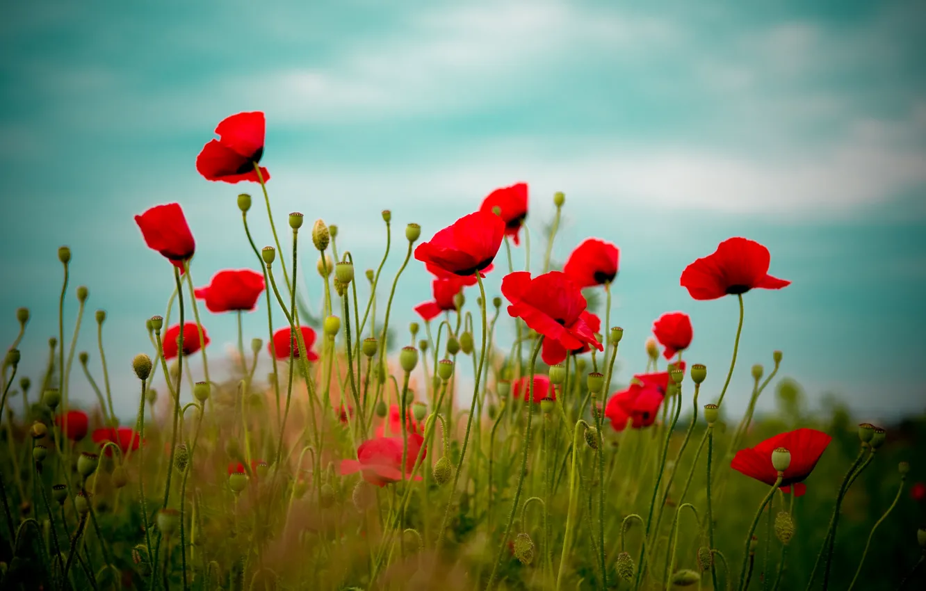 Фото обои поле, небо, цветы, красный, природа, Маки
