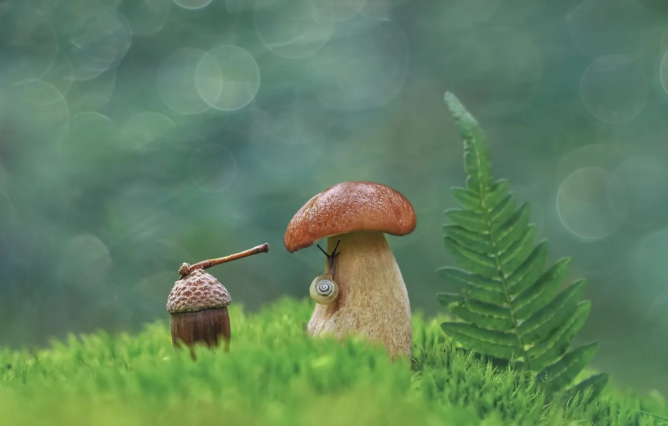 Фото обои макро, мир, гриб, улитка, боке, жёлудь