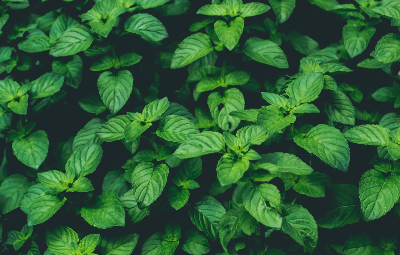 Фото обои Nature, Green, Wallpaper, Background, Macro, Mint, Plant