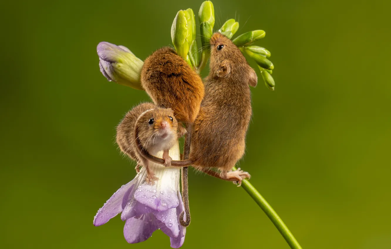 Фото обои цветок, мыши, трио, мышки, мышь-малютка, мышь-полевка