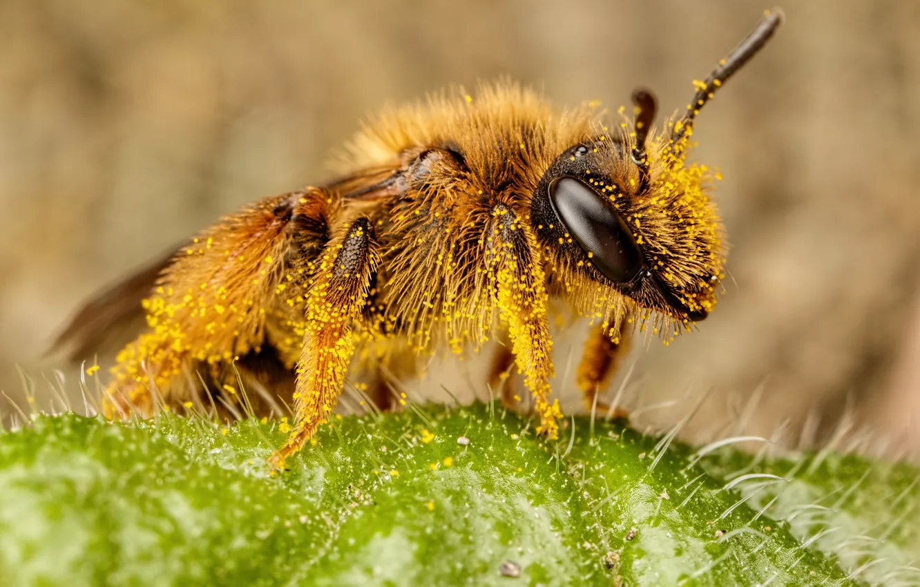 Фото обои глаза, макро, пчела, фон, пыльца, листок, насекомое
