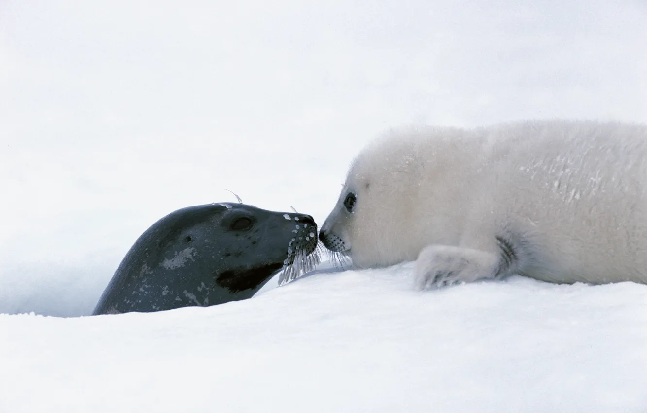 Фото обои ice, puppy, animals, winter, snow, cute, feeling, Seals