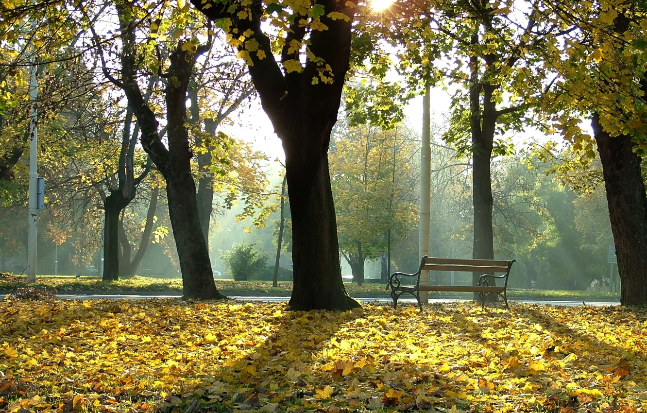 Фото обои park, tree, bench
