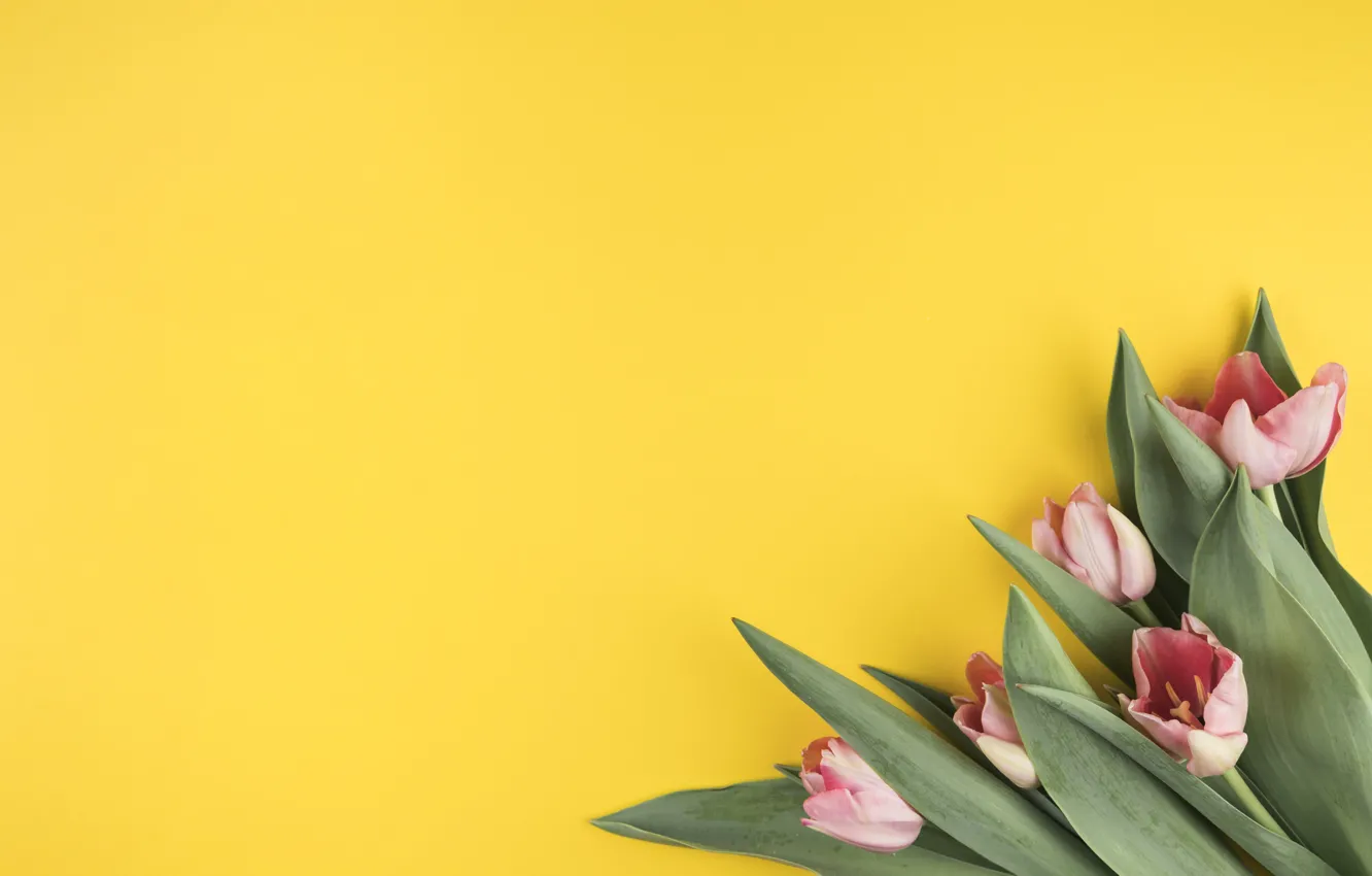 Фото обои цветы, тюльпаны, розовые, желтый фон, pink, flowers, beautiful, tulips