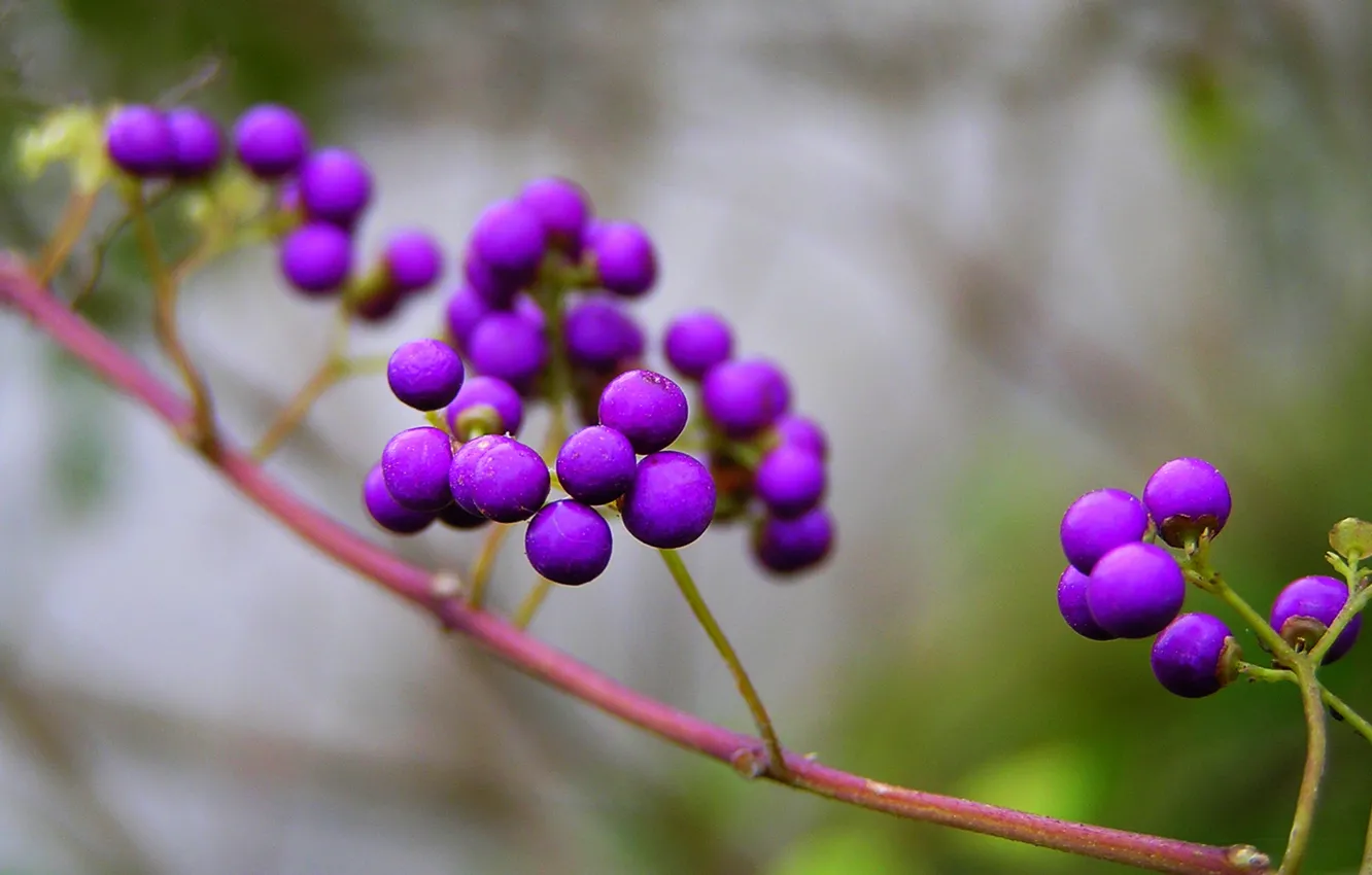 Фото обои природа, ягоды, ветка, фиолетовые, Калликарпа, Callicarpa