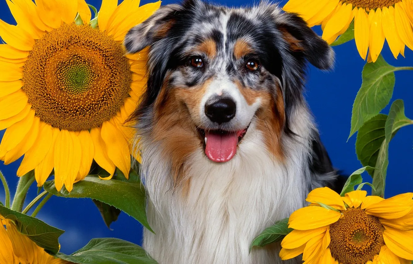 Фото обои цветок, природа, подсолнух, пес