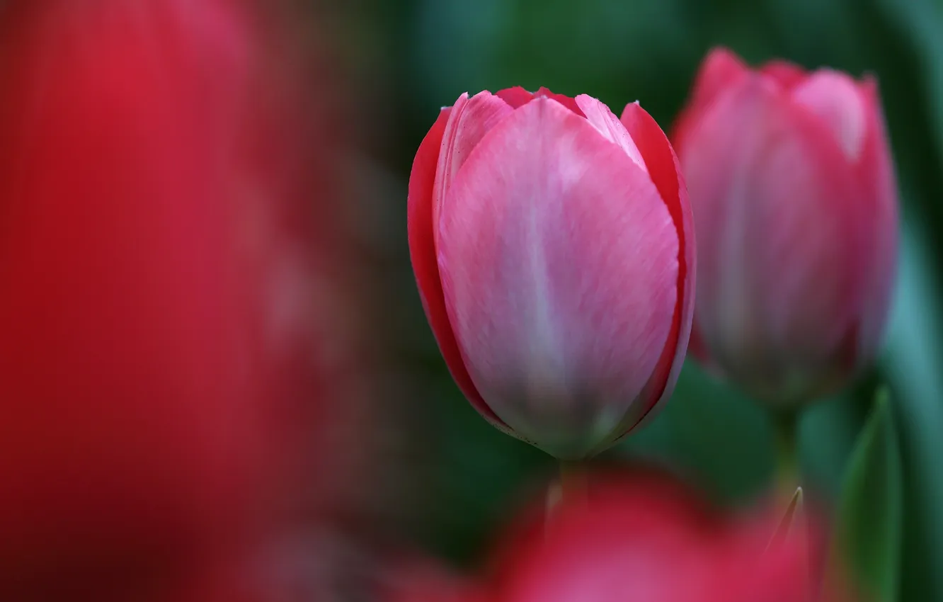 Фото обои весна, лепестки, бутон, тюльпаны