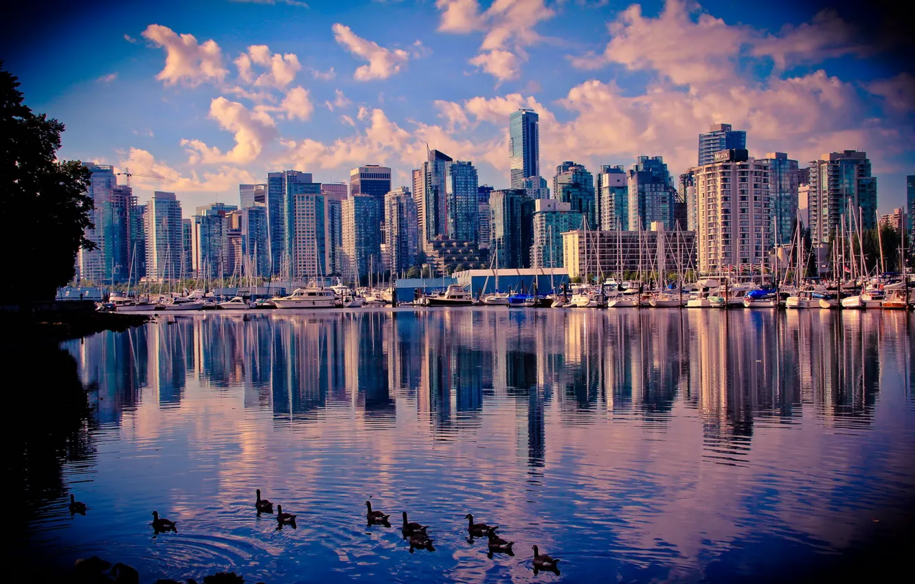 Фото обои вода, утки, Канада, Ванкувер, небоскрёбы