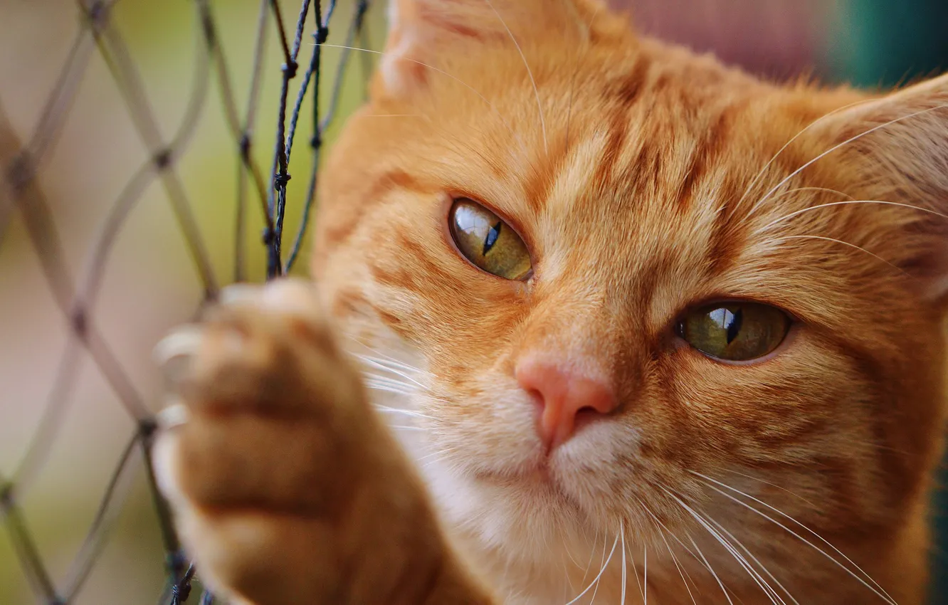 Фото обои кошка, глаза, кот, взгляд, морда, сетка, портрет, лапы