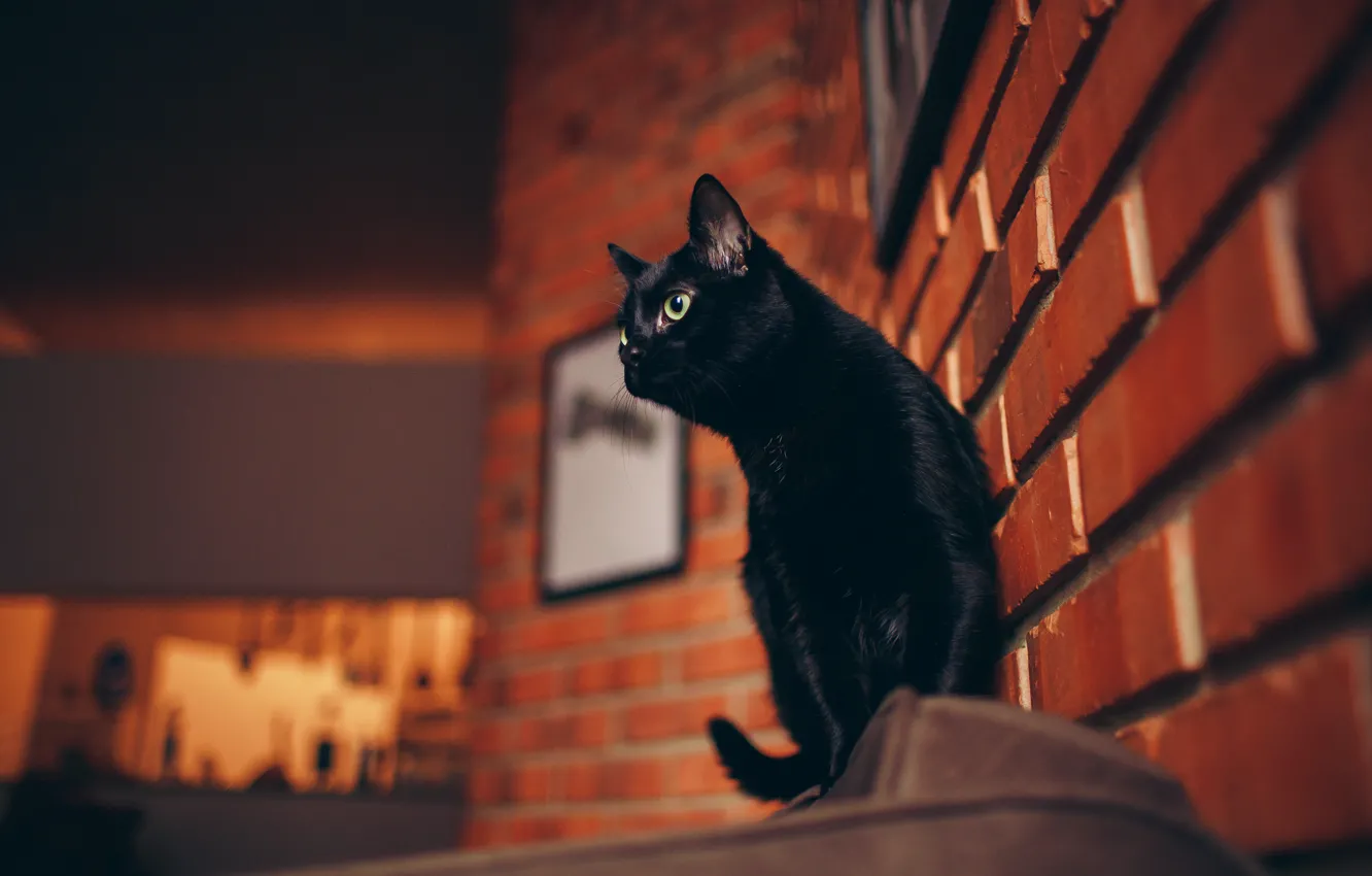 Фото обои кошка, глаза, кот, шерсть, хвост, чёрная, cat, чёрная кошка