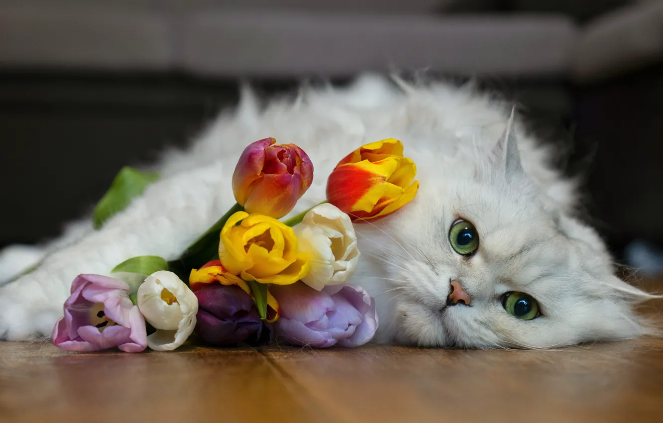 Фото обои Кот, тюльпаны, британец