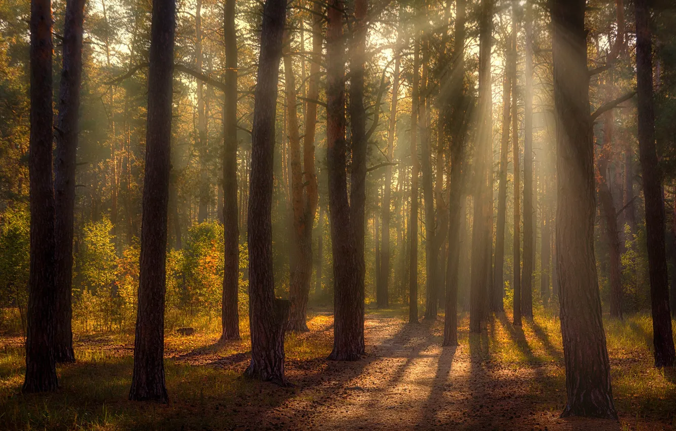Фото обои осень, лес, лучи, свет, деревья, пейзаж, ветки, туман