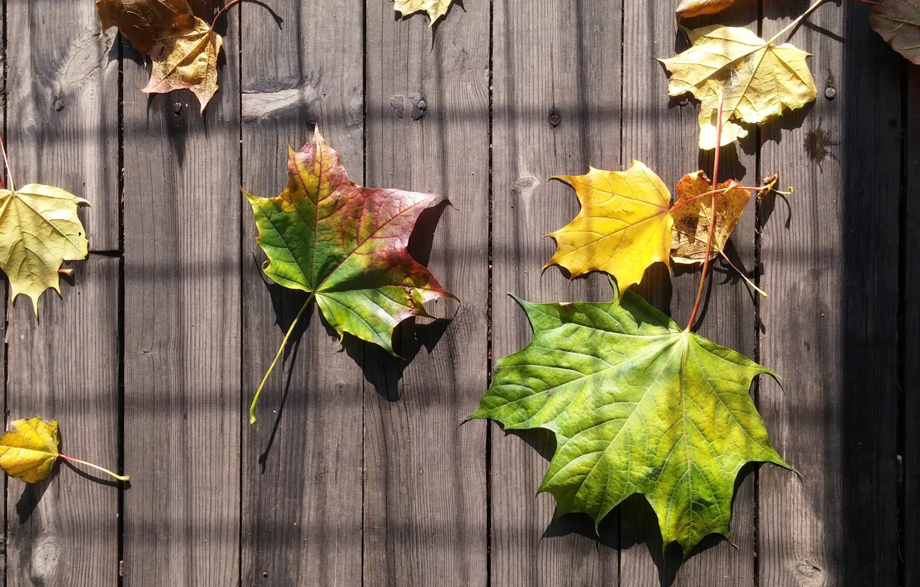 Фото обои Осень, Тень, Фон, Листва, Доска, Зеленый Цвет, заставка, Кленовый лист