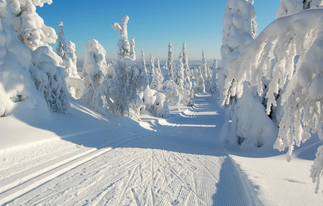 Фото обои зима, дорога, лес, небо, снег, деревья, ель