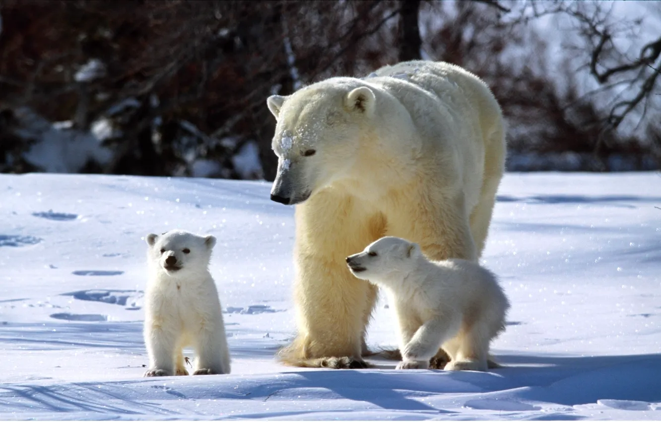 Фото обои зима, снег, медведь, семья, три, медвежата, солнечно, медведя