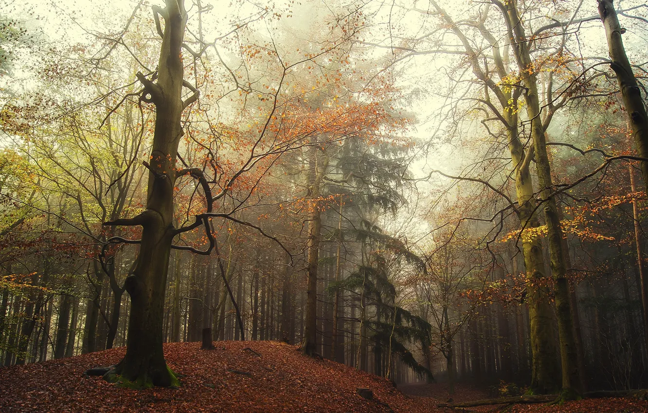 Фото обои осень, лес, природа, туман, холм