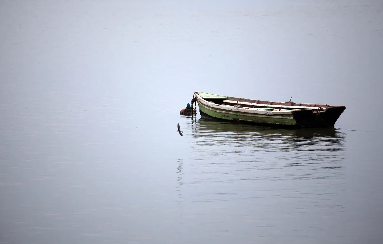 Фото обои вода, птица, лодка, спокойствие