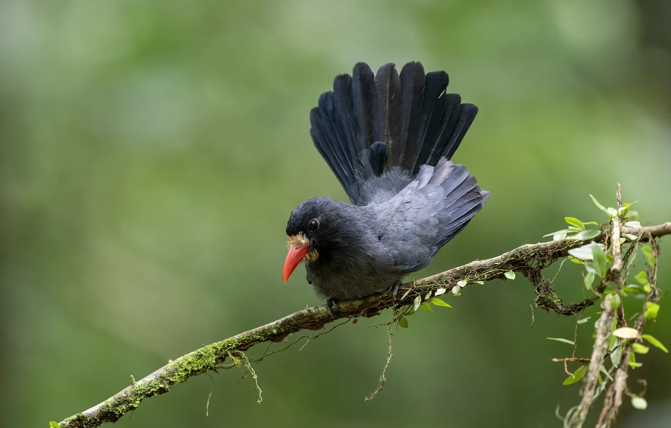 Фото обои птица, ветка, боке, красный клюв, Белолобая монашенка, White-fronted Nunbird