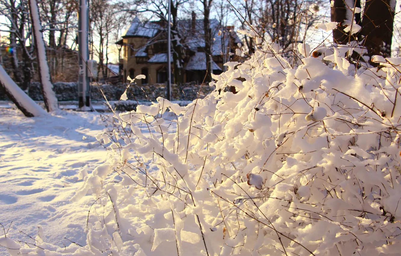 Фото обои white, winter, twig