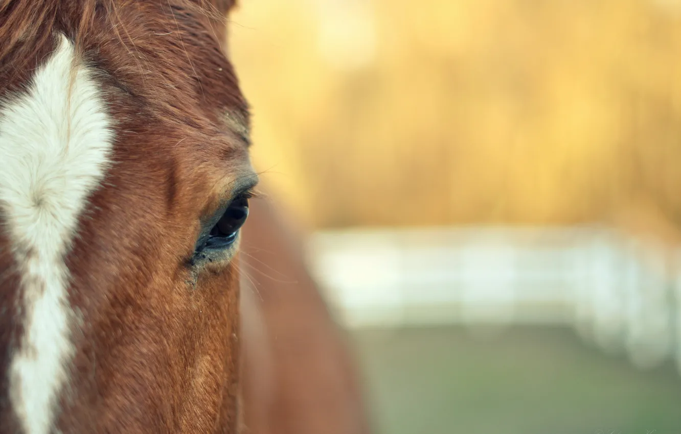 Фото обои животные, морда, глаз, конь, widescreen, обои, лошадь, размытие