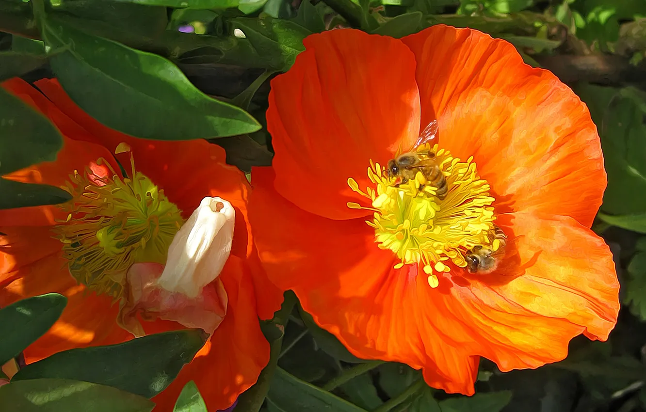 Фото обои цветок, листья, пчела, лепестки, насекомое