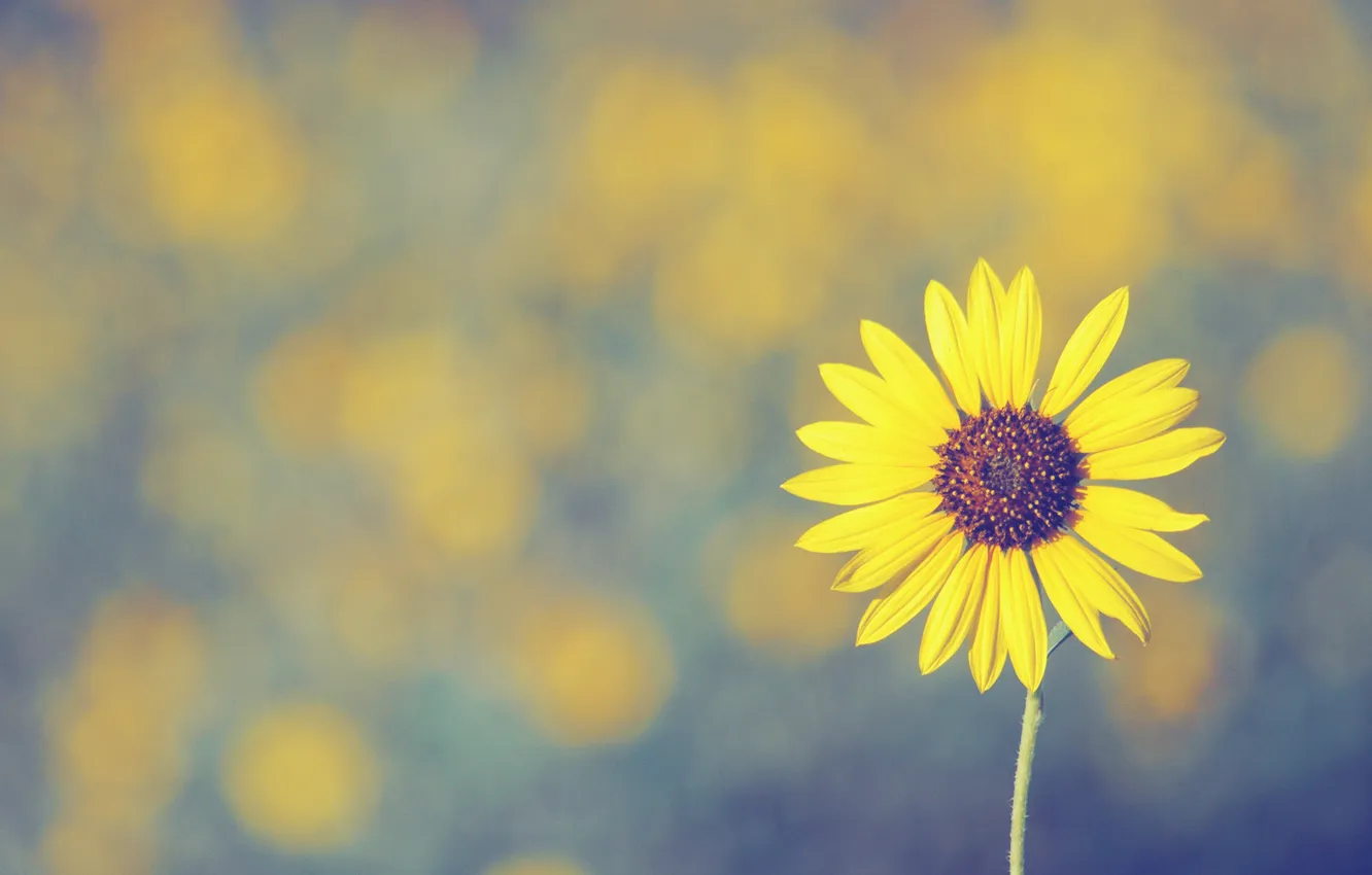 Фото обои цветок, лепесток, sunflower