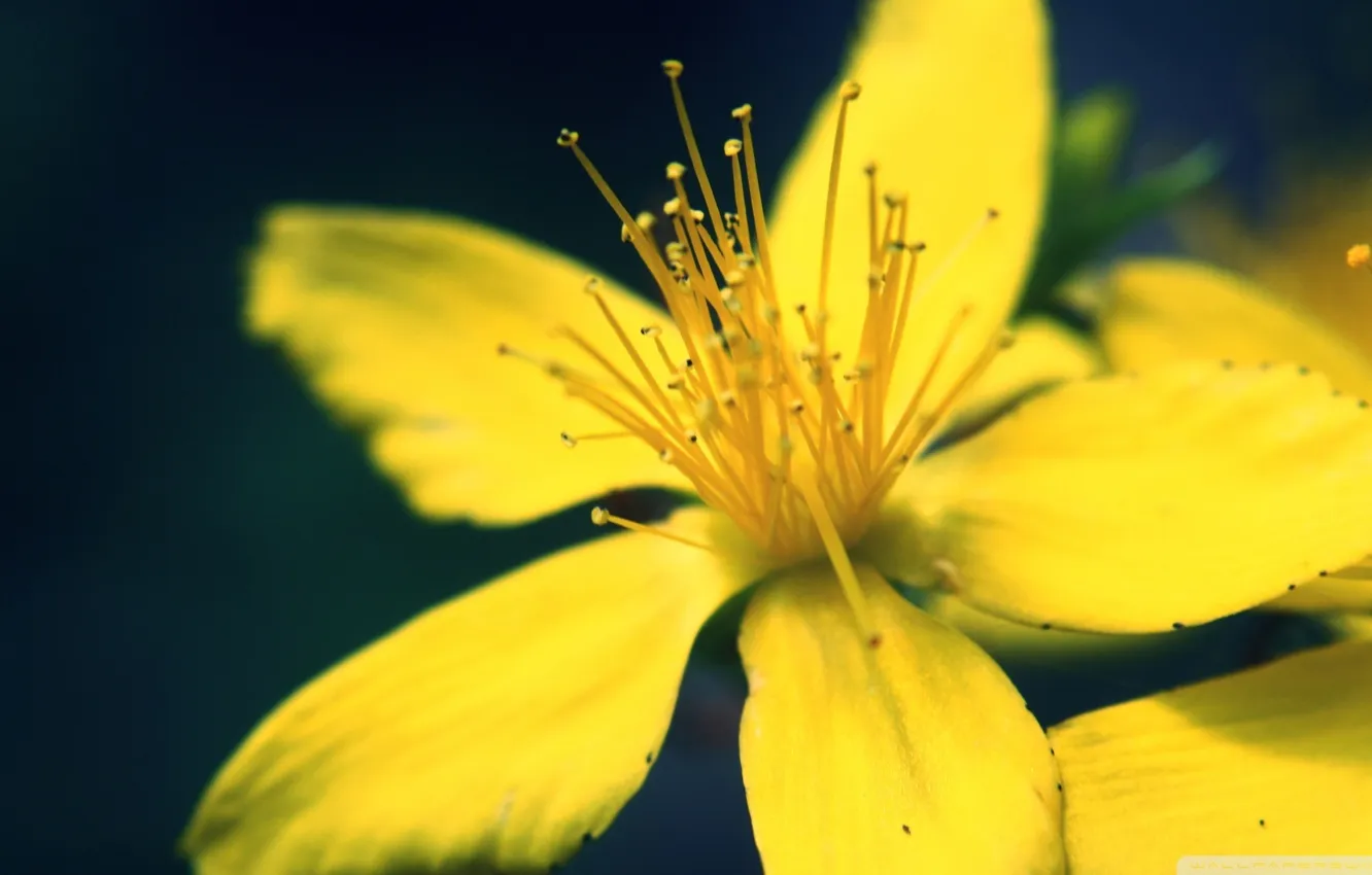 Фото обои цветок, лето, желтый, зум