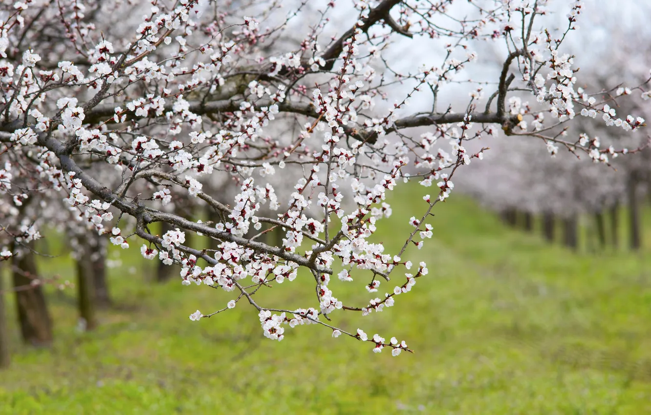 Фото обои поле, трава, деревья, цветы, природа, лепестки, боке