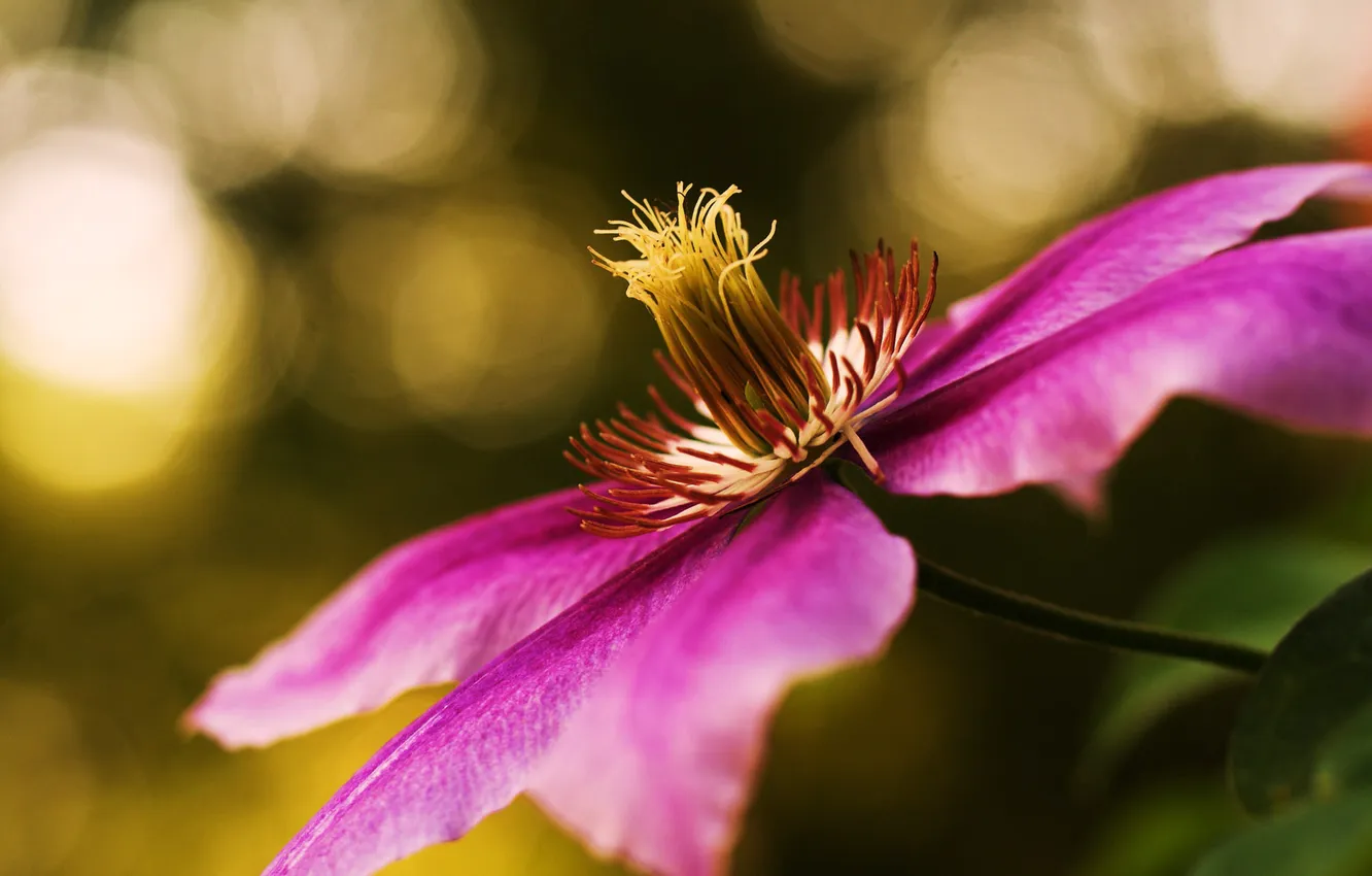 Фото обои цветок, розовый, фокус, лоза, лиана, клематис